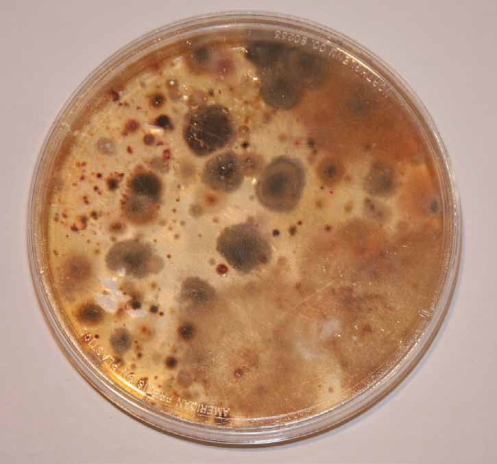 Petri Dish Comparison
