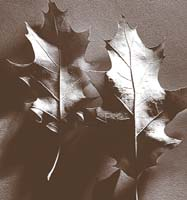 GastroIntestinal System Chart